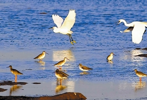波罗湖湿地大批候鸟陆续南迁